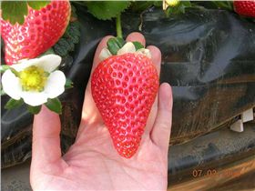 百宝源草莓种植基地
