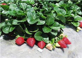 百宝源草莓种植基地
