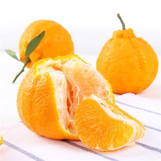 不知火丑橘