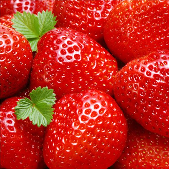 丰香草莓